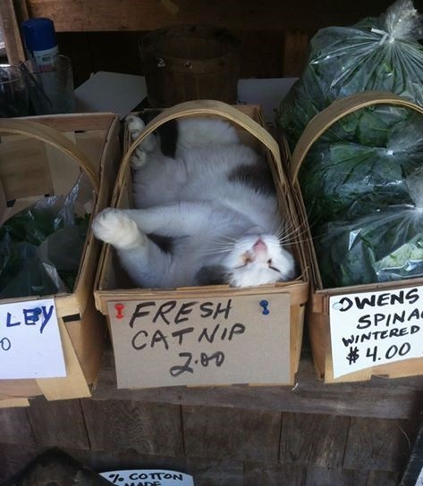 localfarmermarket cat.jpg